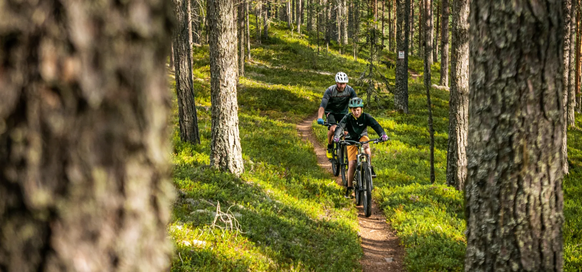 Två cyklister cyklar på en stig genom tallskog sommartid.