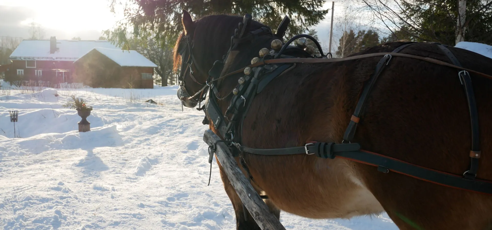 Häst med påkopplad släde.
