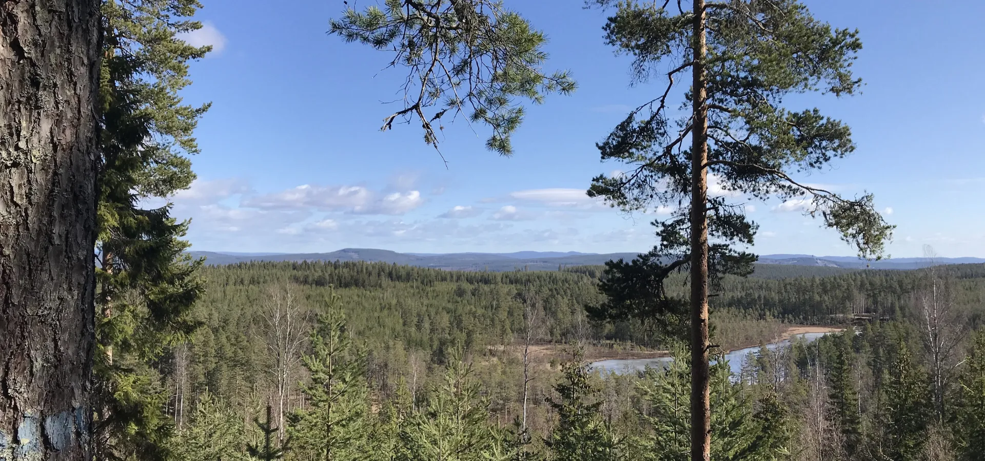 Utsikt över skog och natur.