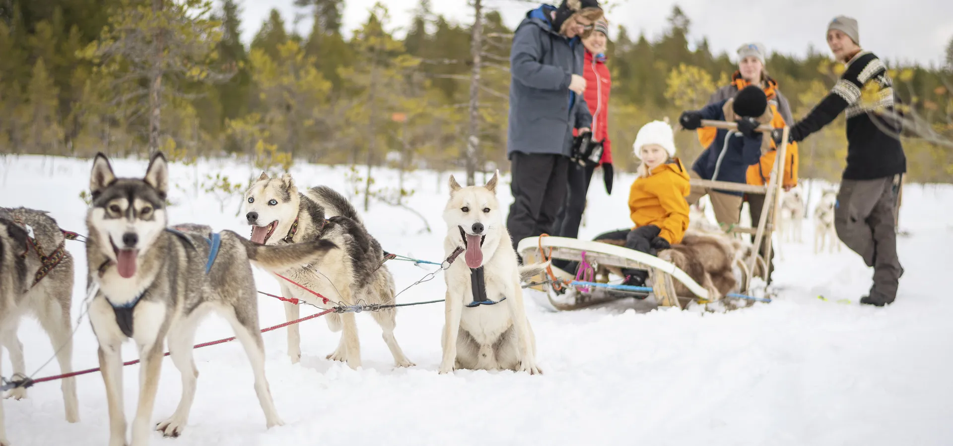 Dog sleds with guides instructing tourists on the sled.