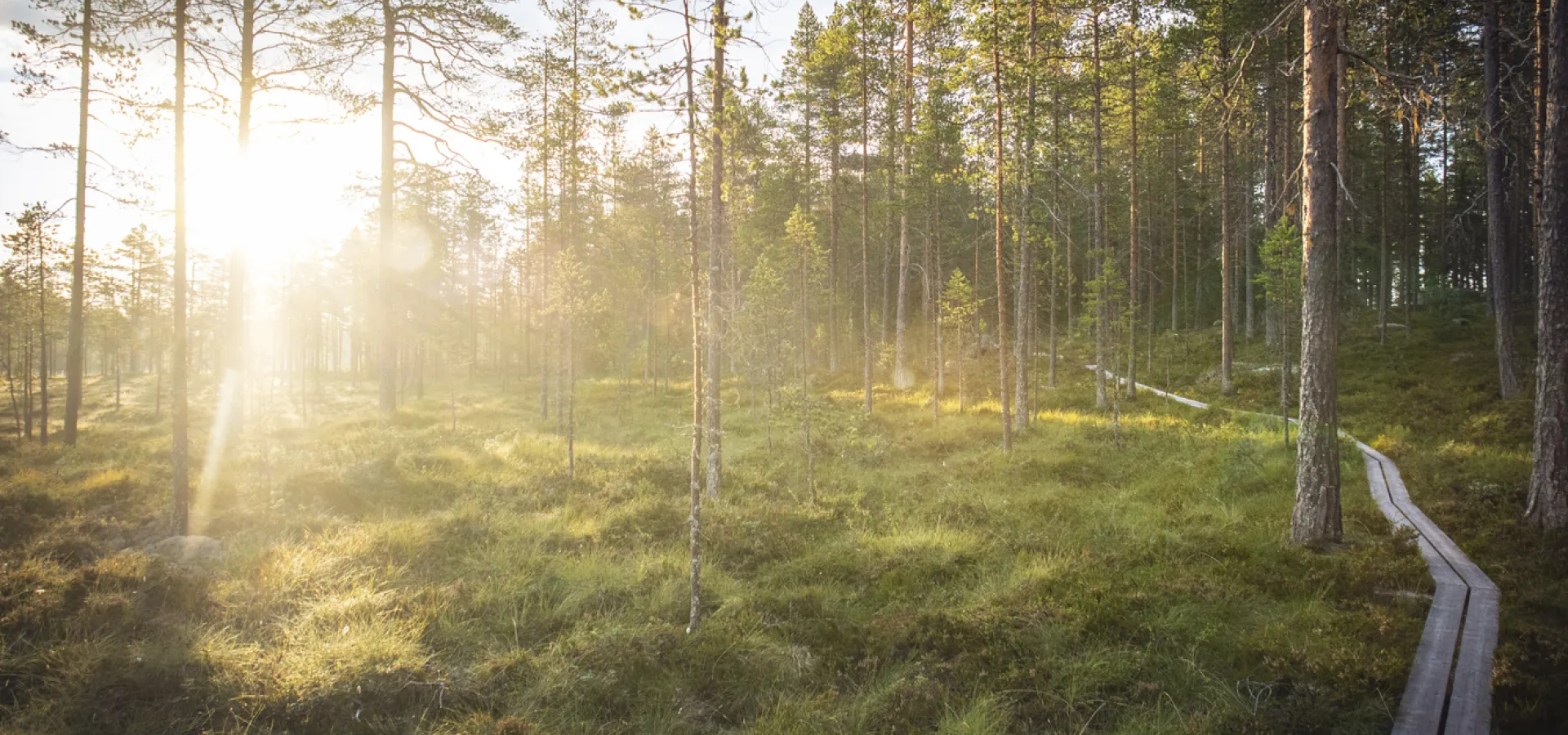 Soluppgång i Orsaskogen