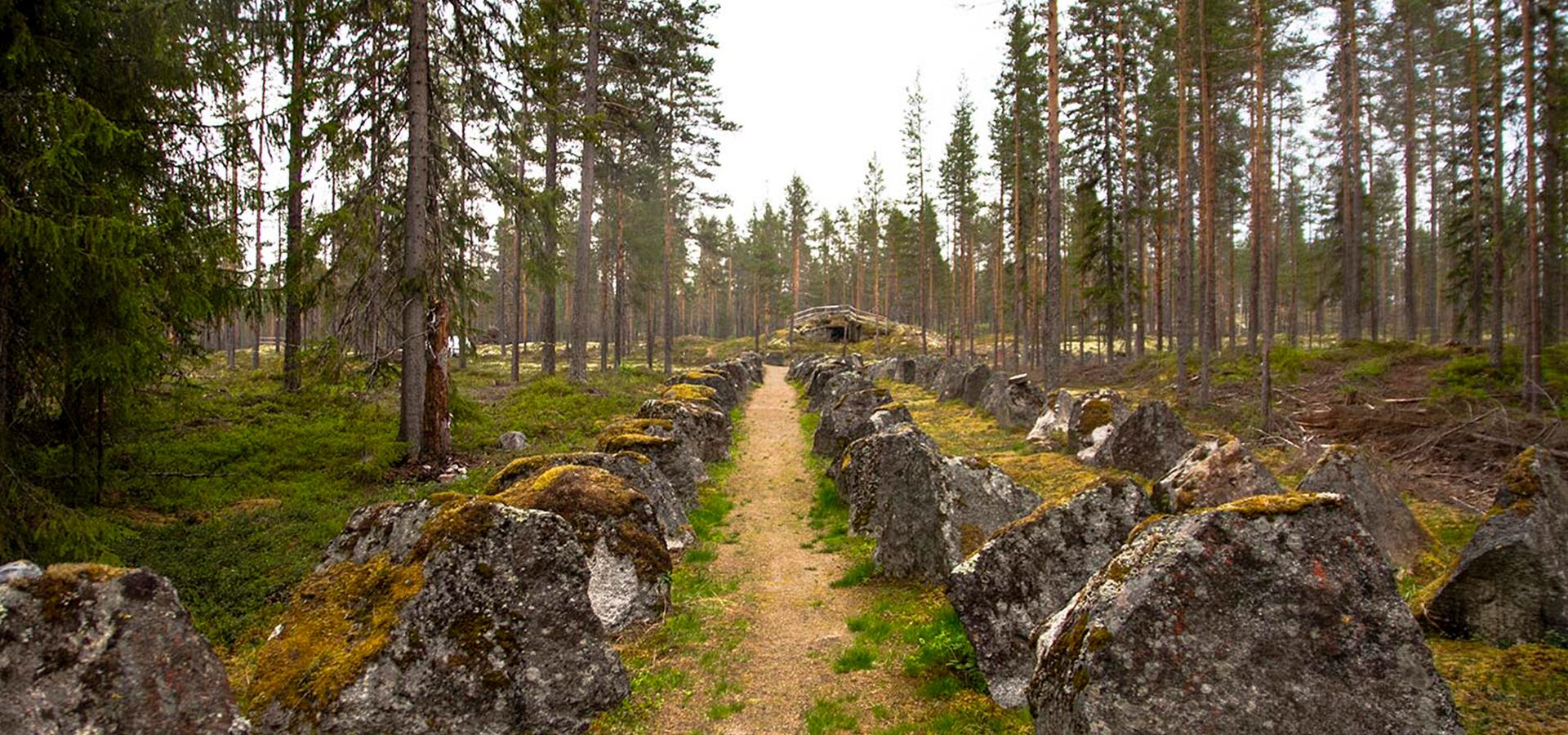 En skogsstig med stenar och höga tallar.