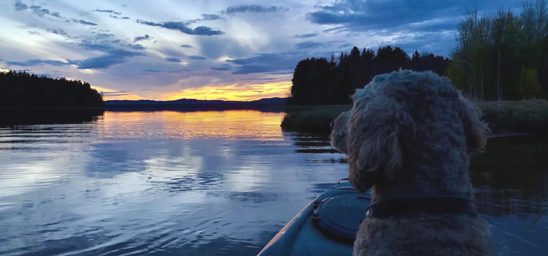 Hund i kanot, som är transportmedlet till det flytande hotellrum som går att boka på Kungshaga Hotell i Orsa.