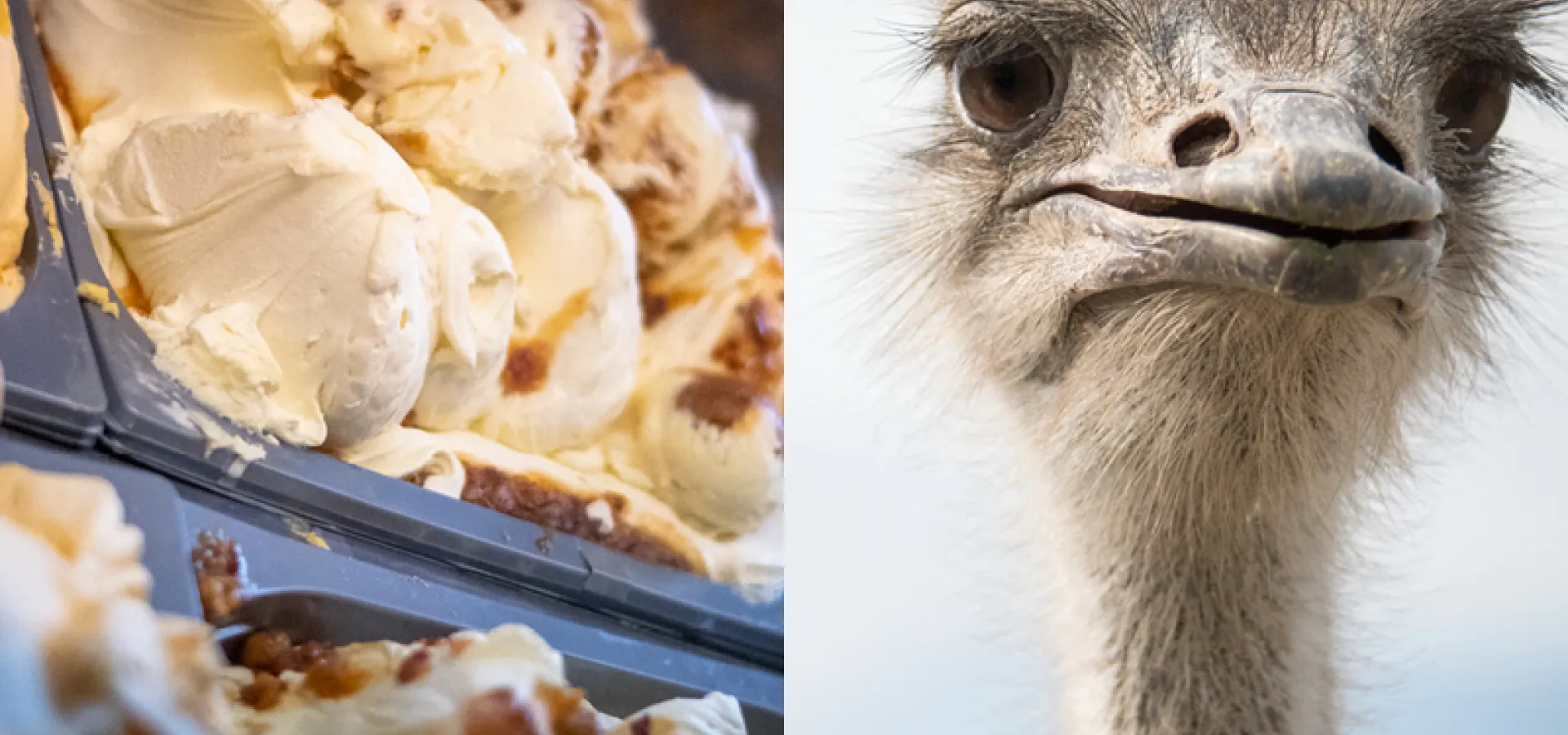 Strutsglass och struts hos Sahlins struts, en av stoppen längs matrallyt i Dalarna.