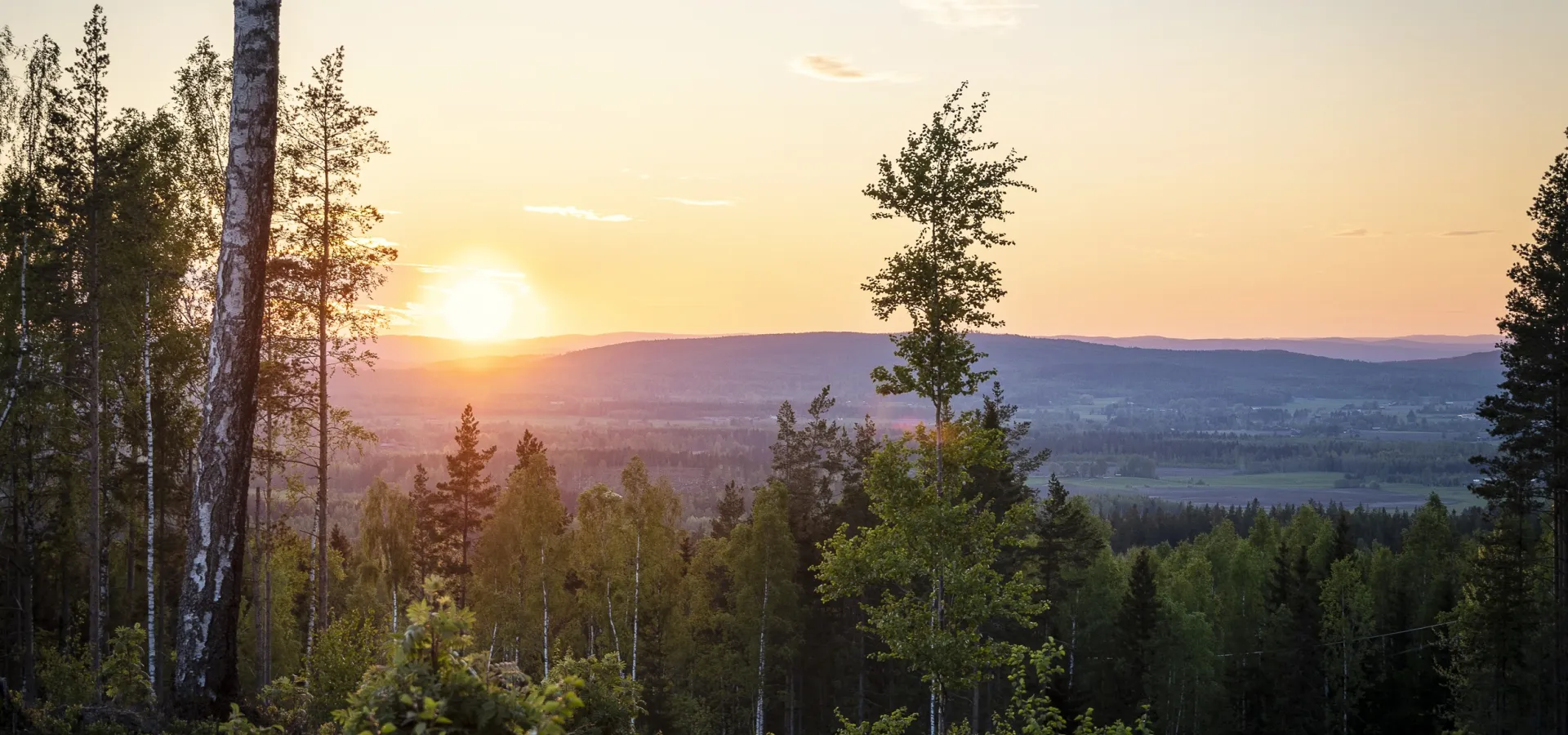 Utsikt över skog och berg i solnedgång sommartid.