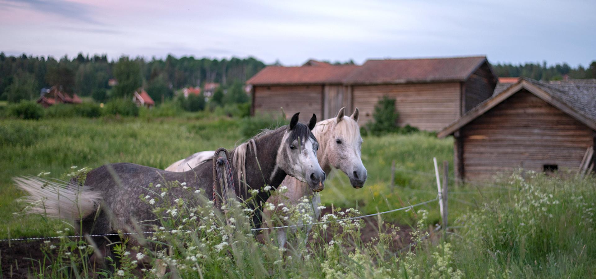 Två hästar på en sommaräng med lador i bakgrunden.
