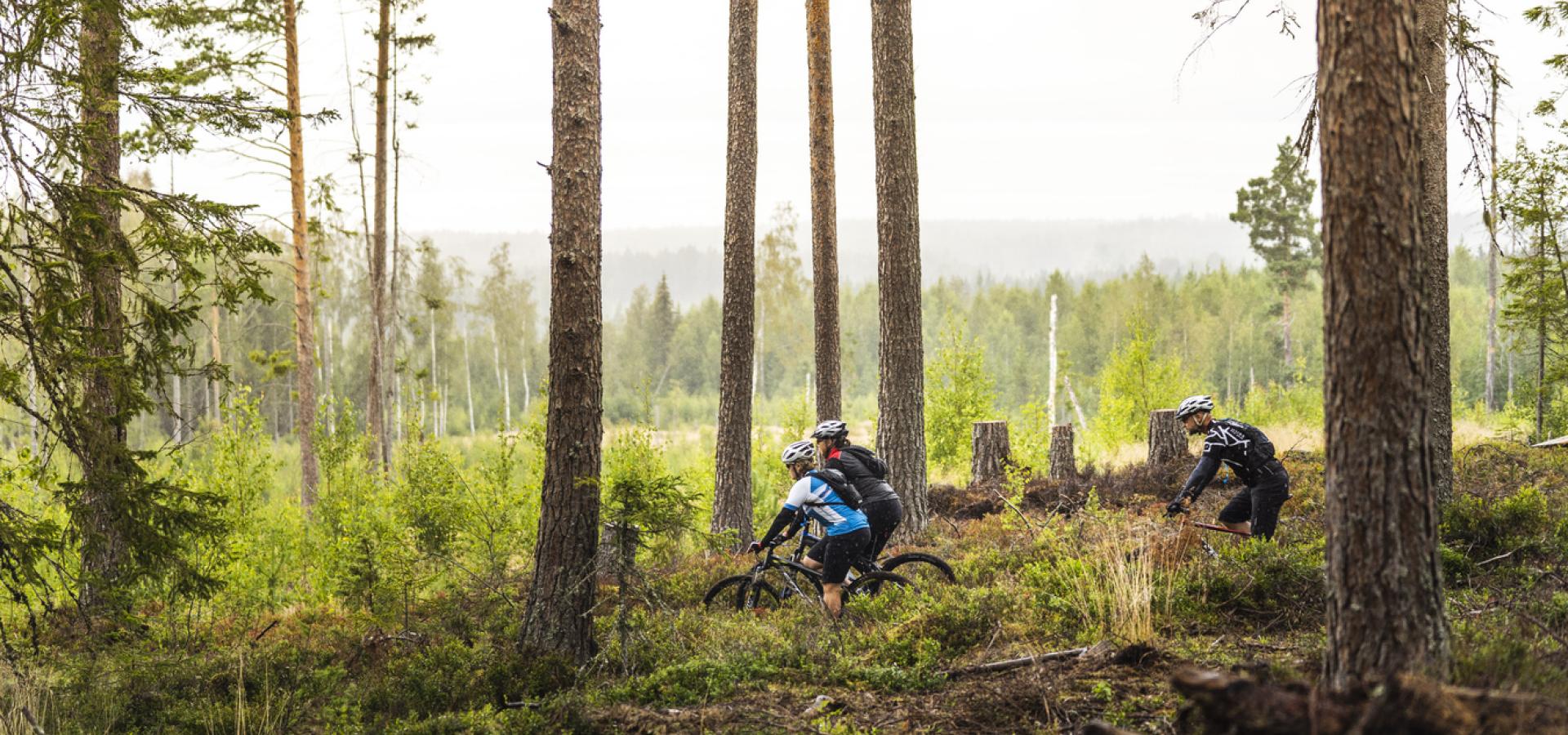Två personer cyklar i skogen.