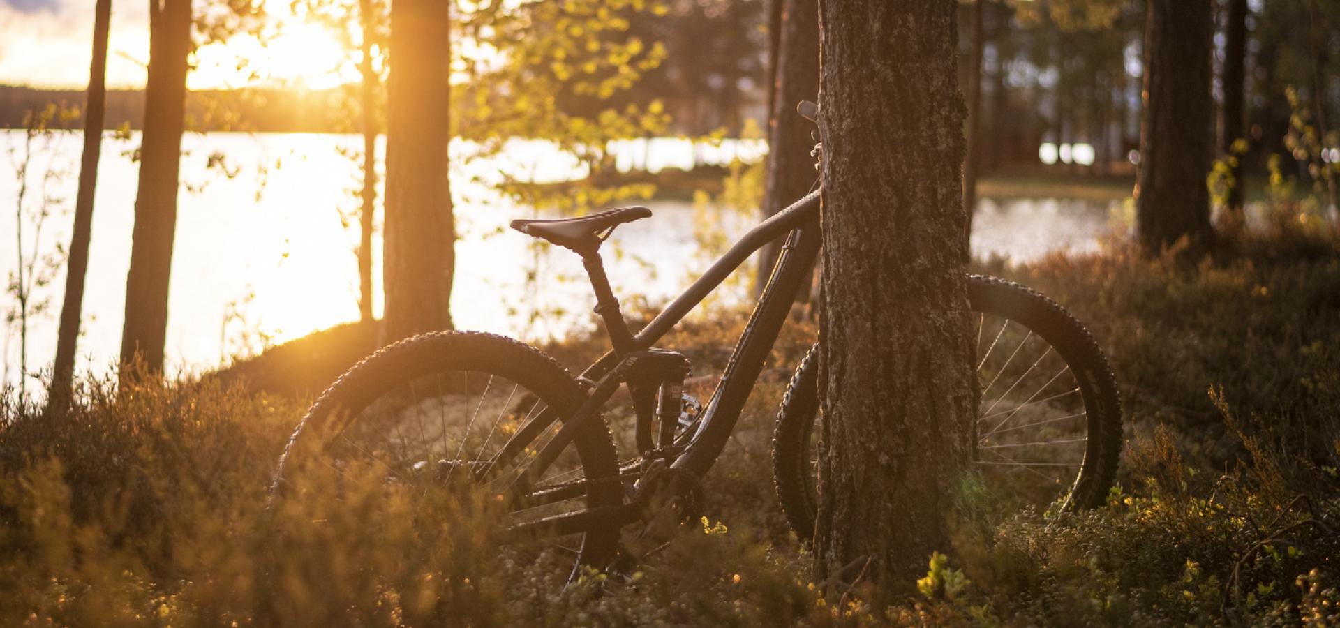 Cykel lutad mot träd i solnedgången.