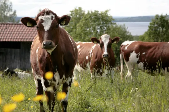 Kor på ett fält med utsikt över en sjö.