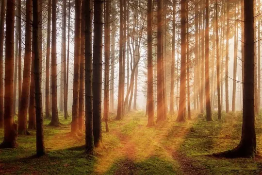 Sun between the trees in the forest.