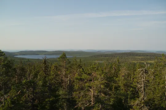 Vy över skog och en sjö i fjärran.
