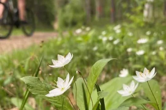 Flowers along the road and a person on a bicycle in the background. 