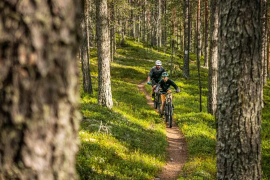 Två cyklister cyklar på en stig genom tallskog sommartid.
