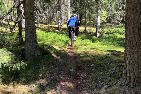 Cyklist på en skogsstig.