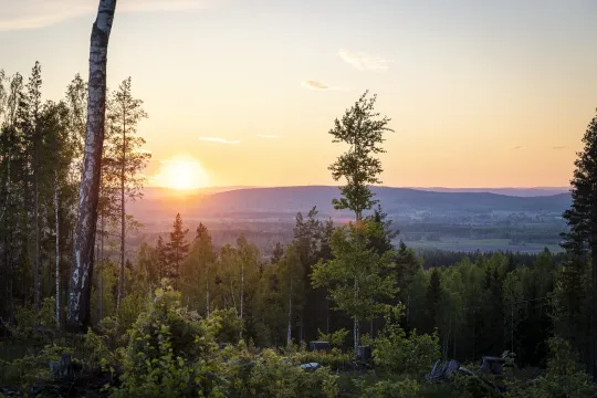 Utsikt över skog och berg i solnedgång sommartid.