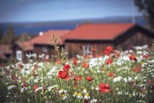 Vallmoäng i Tällberg.