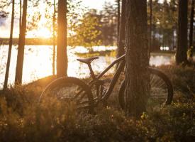 Cykel lutad mot träd i solnedgången.