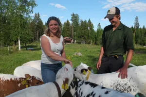 Anna och Jerk hos kalvarna.
