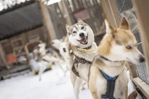 Husky hundar i hundgård.