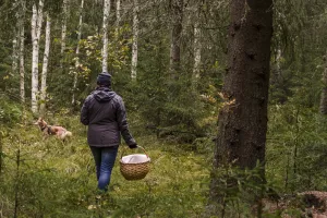 Elle går med en korg i skogen.
