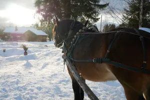 Häst med påkopplad släde.