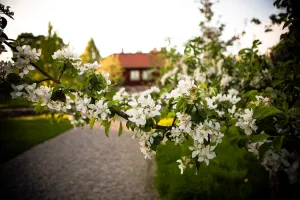 Trädgård med blommande träd.