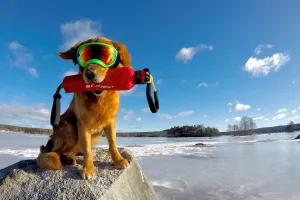 Hund som bär slalomglasögon.