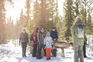 Vandring med renar i snö.
