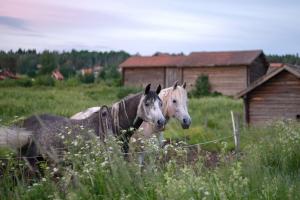 Två hästar på en sommaräng med lador i bakgrunden.