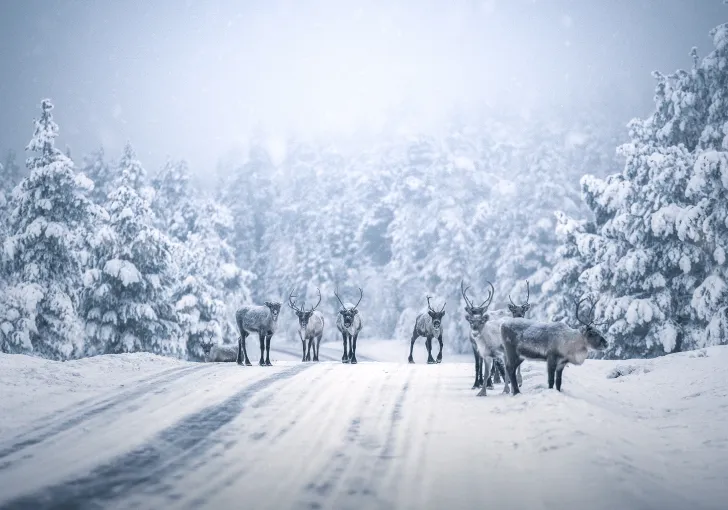 Renar på vinterväg.