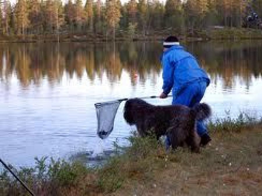 Fisherman and dog try to catch fish .