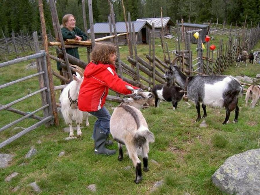 Kids and adults with goats and old buildings in a chalet 