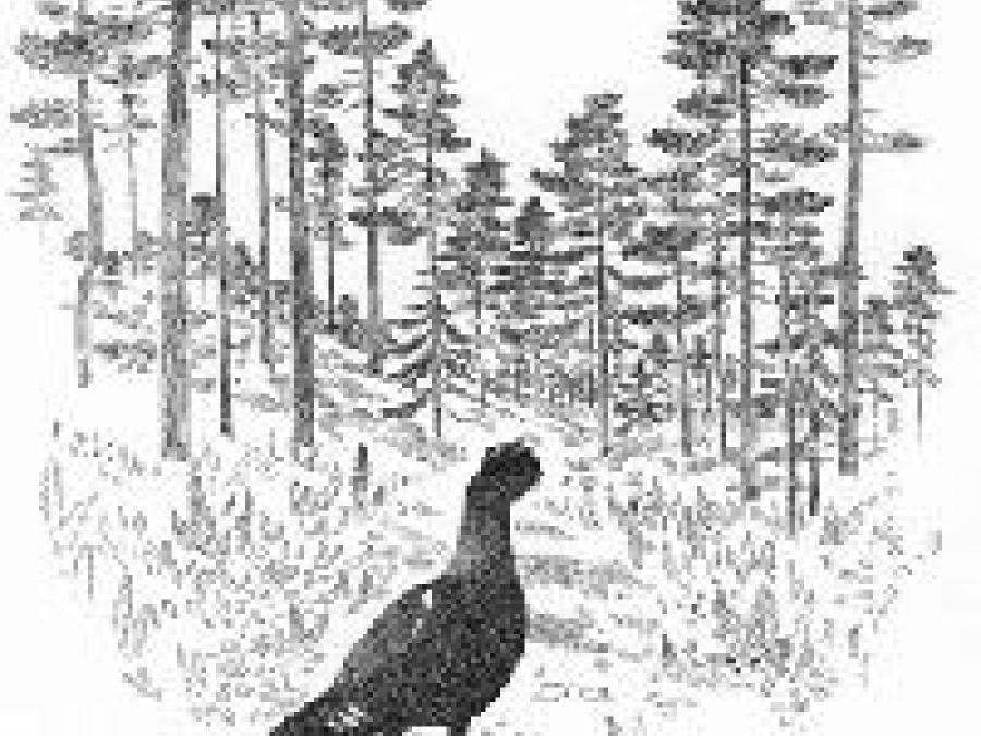 A painting with a grouse 
