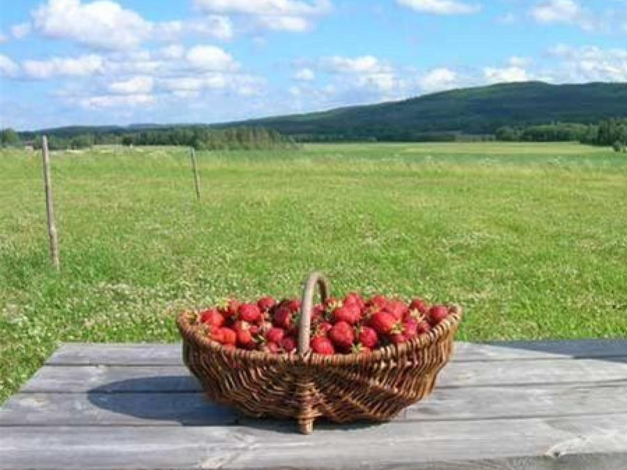 Strawberries lying in a basket at the plantation.