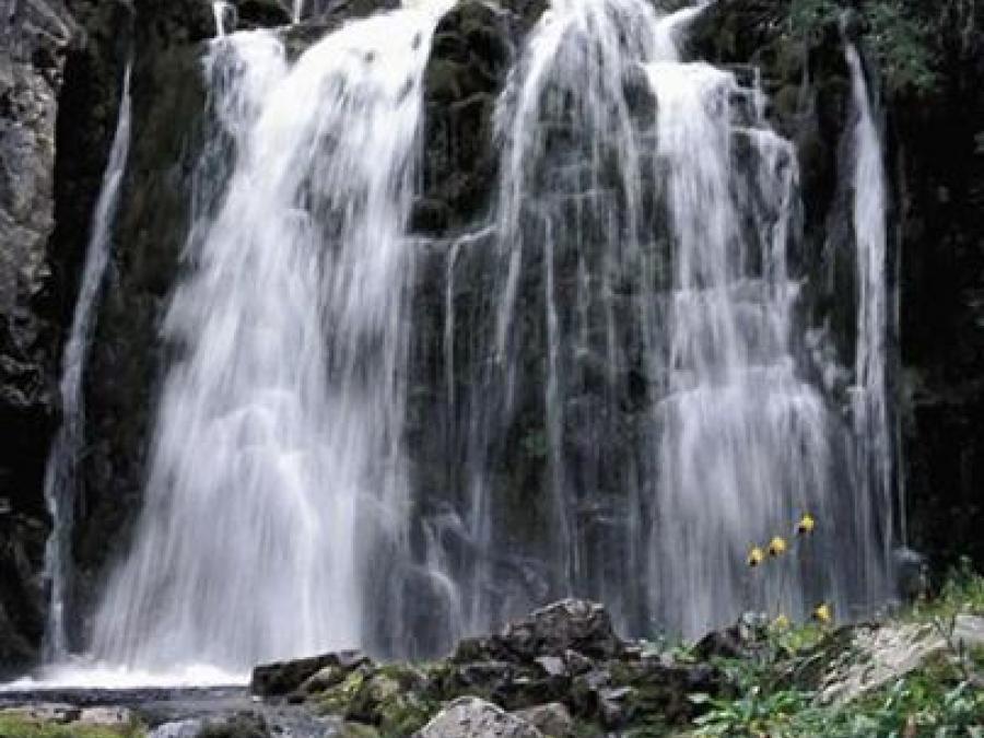 A waterfall with yellow flowers