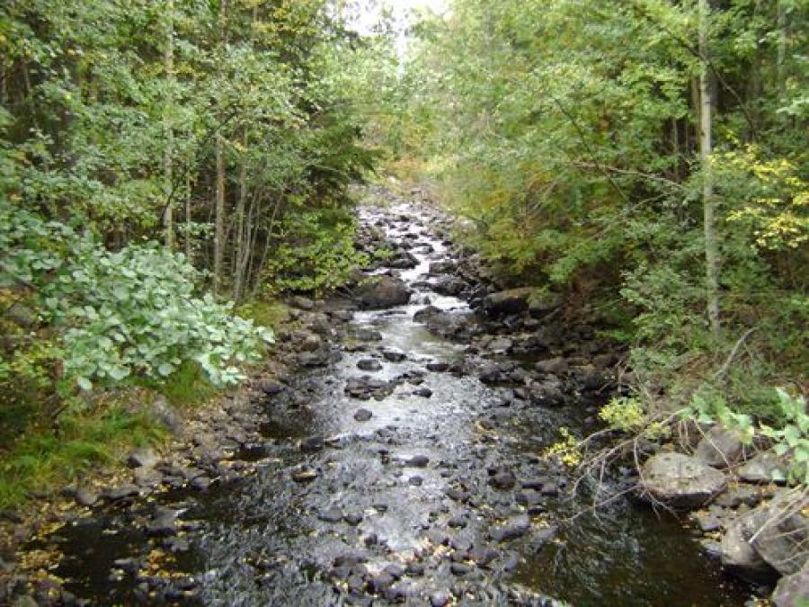A stream with a rocky bottom, dense vegetation on the sides.