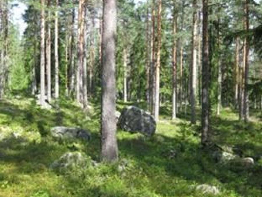 Pine forest during summer.