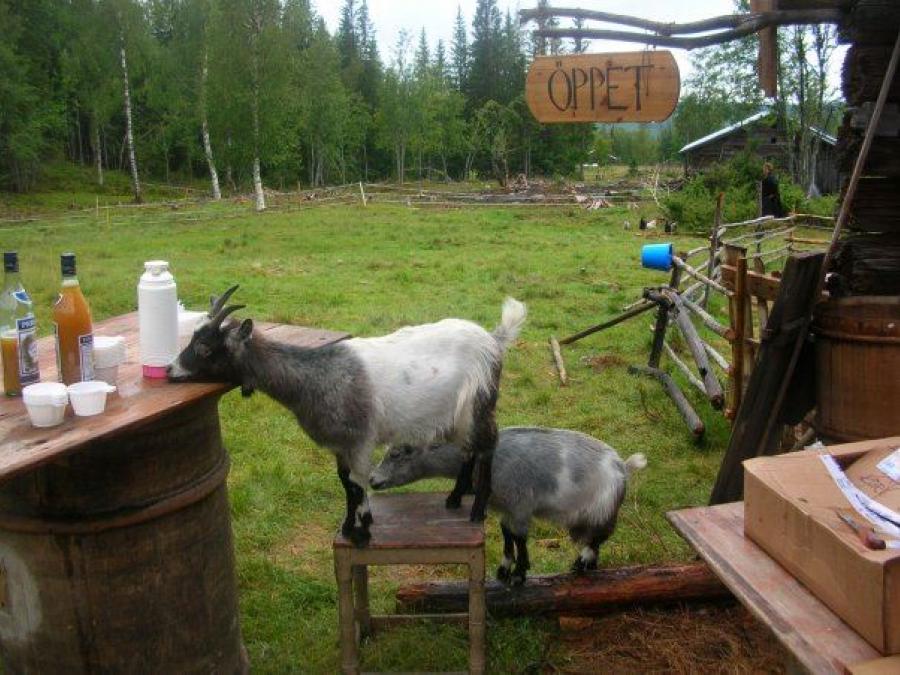 Goat eating at dining table.