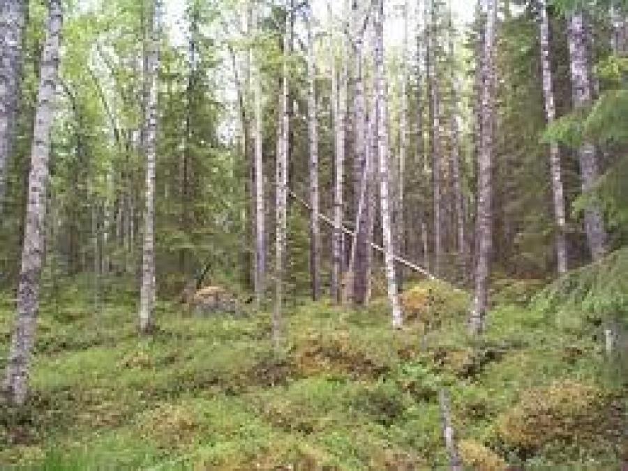 Skog med vita björkar och grön undervegetation.
