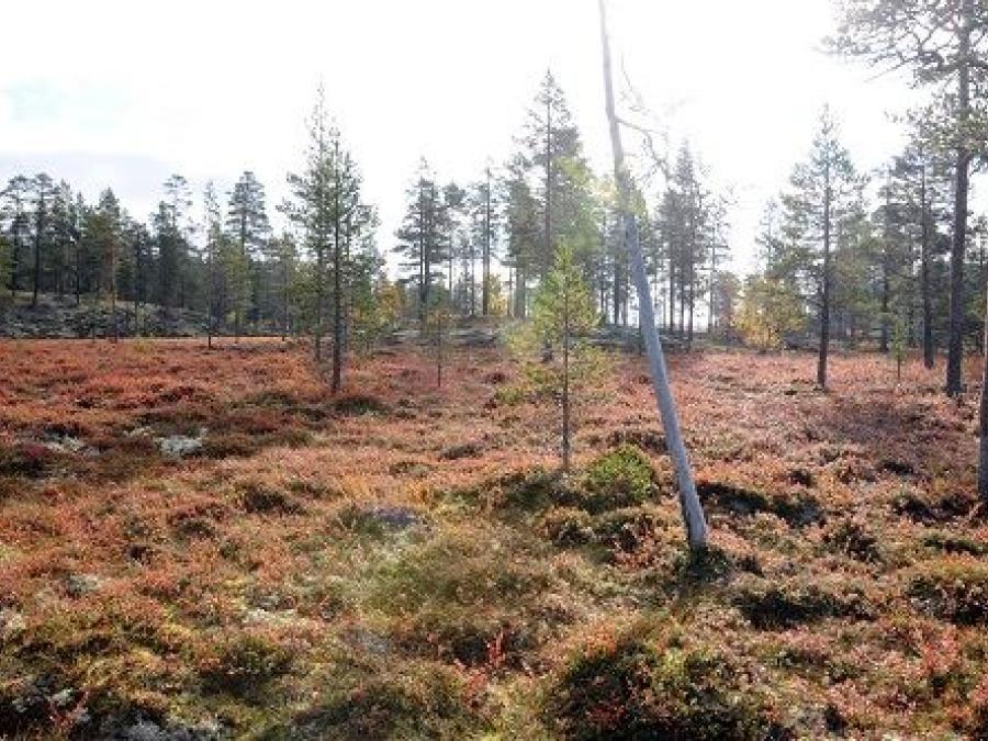 A mire surrounded by small trees