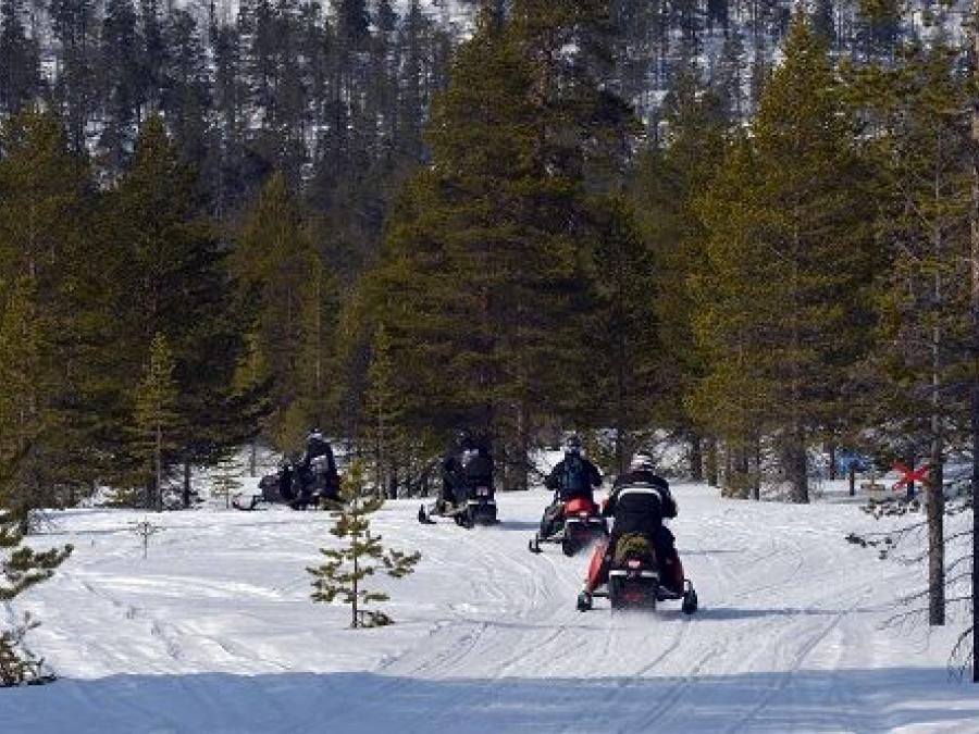 Five people driving snowmobiles in the forrest 