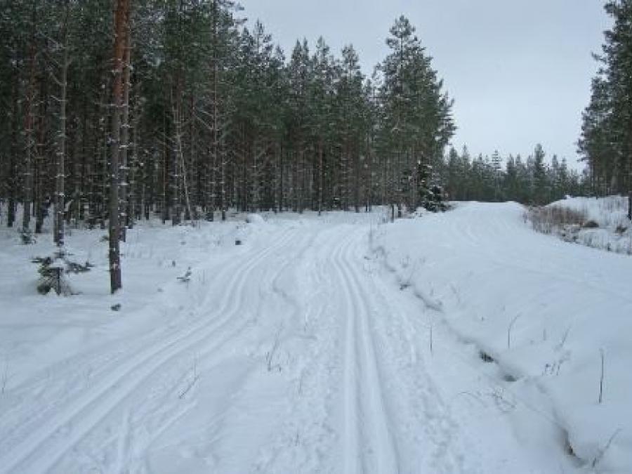 Cross-country trails in the forest.