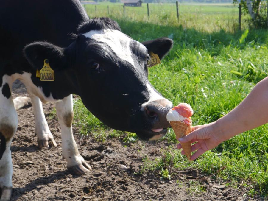 Cow with icecream.