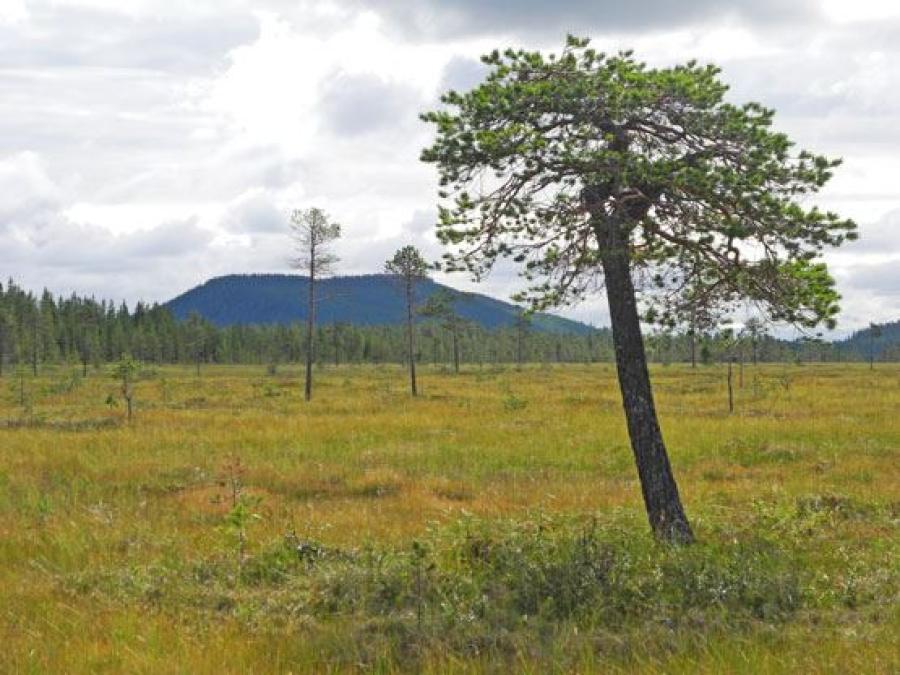 En myrtall i ett Naturreservat med ett berg i bakgrunden