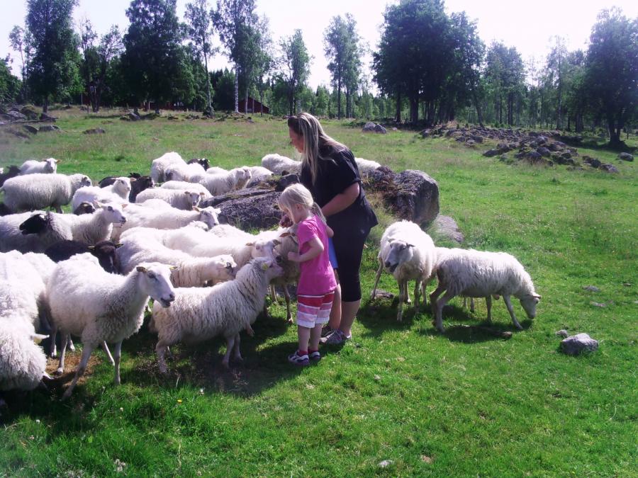 Two people are standing next to several sheep. 