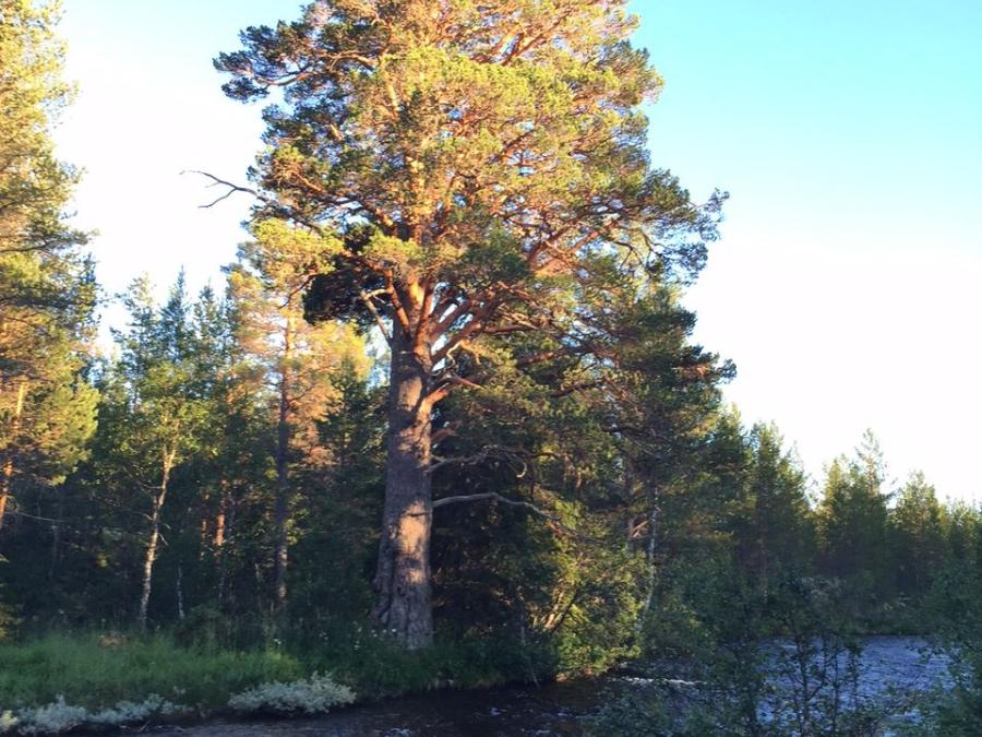The tree Stupånästallen next to a river 
