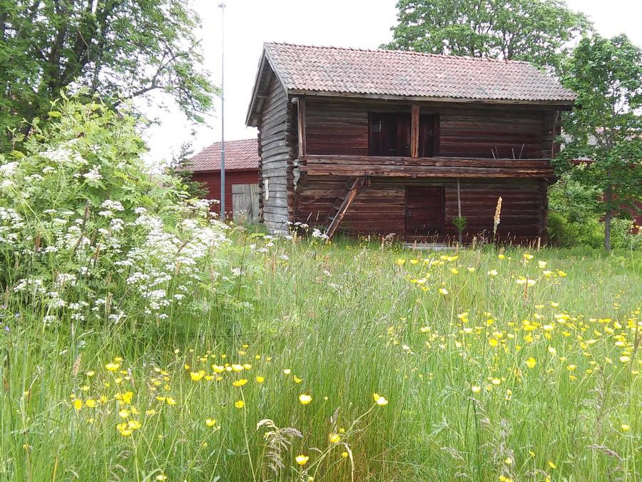Timber loft, meadow with buttercups.