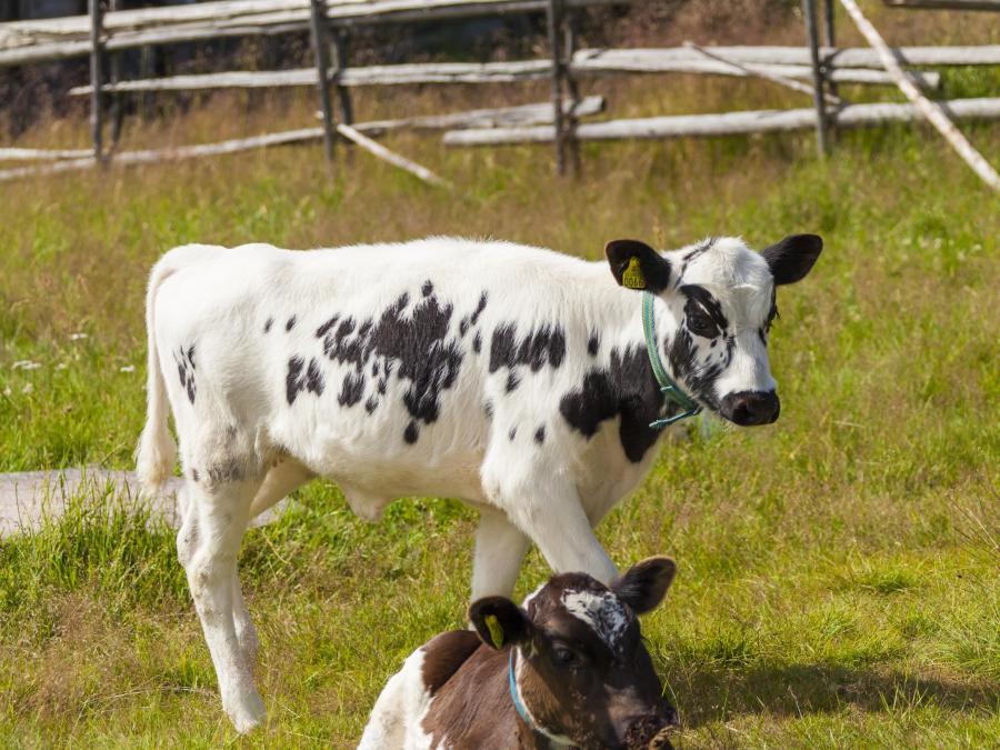 Two cows in Brindberg summer farm