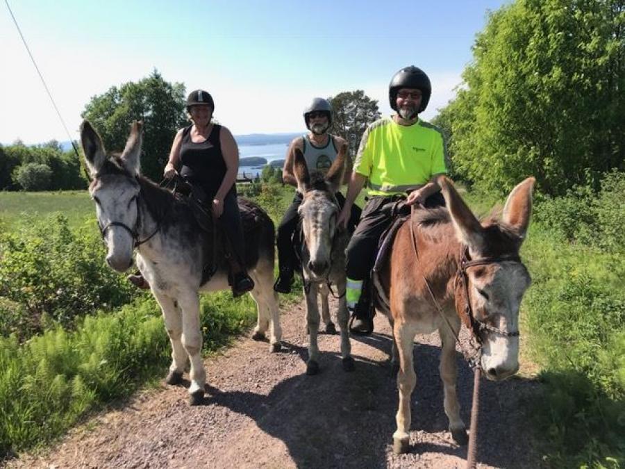 Donkeys with riders.