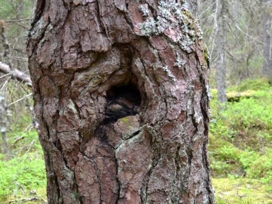 Close up of tree.